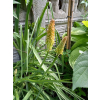 Trytoma groniasta-Kniphofia