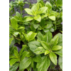 Runianka japońska Green Carpet - Pachysandra terminalis