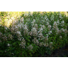 Hortensja bukietowa Pee Wee - Hydrangea paniculata