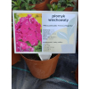 Płomyk wiechowaty Famous Magenta - Phlox paniculata
