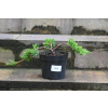 Jałowiec rozesłany Nana - Juniperus procumbens 0023