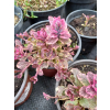 Dąbrówka rozłogowa różowo-purpurowa - Ajuga reptans