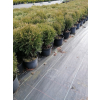 Żywotnik zachodni Hoseri - Thuja occidentalis