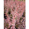Berberys Thunberga Rosetta-Berberis thunbergii