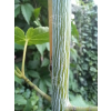 Klon zielonokory - Acer tegmentosum