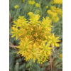 Rozchodnik ościsty-Sedum reflexum