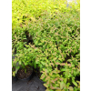 Dereń powabny Lady Jane-Cornus amomum