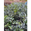 Ostrokrzew Blue Princess-Ilex x meserveae