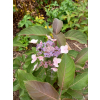 Hortensja kosmata Hot Chocolate-Hydrangea aspera