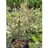 Irga himalajska-Cotoneaster glacialis