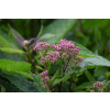 Sadziec Baby Joe - Eupatorium maculatum