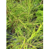 Żywotnik zachodni Filiformis-Thuja occidentalis