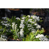 Tawuła szara Grefsheim - Spiraea cinerea