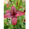 Lilia azjatycka Crimson Pixie-Lilium asiatic