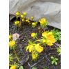 Rannik cylicyjski - Eranthis cilicica Rannik cylicyjski - Eranthis cilicica