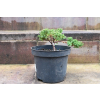 Jałowiec rozesłany Nana - Juniperus procumbens 0018