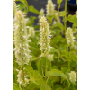 Kłosowiec pomarszczony Alabaster - Agastache rugosa
