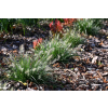 Rozplenica japońska-Pennisetum alopecuroides Little Bunny