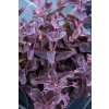 Rozchodnik ogrodowy Globe Purple - Sedum hybridum