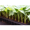 Funkia Fragrant Blue - Hosta hybrid