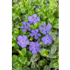 Barwinek większy Variegata - Vinca major Barwinek większy Variegata - Vinca major
