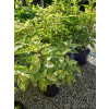 Hortensja bukietowa Summer Snow-Hydrangea paniculata