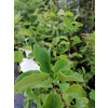 Obiela groniasta-Exochorda racemosa