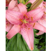 Lilia azjatycka Pink Pixie-Lilium asiatic