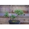 Jalowiec łuskowy Holger - Juniperus squamata 0006
