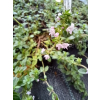 Macierzanka piaskowa-Thymus serpyllum