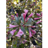 Krzewuszka cudowna Nana Purpurea-Weigela florida