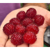 Malina Raspberry Tower - Rubus