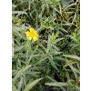 Oman wąskolistny - Inula ensifolia Compacta