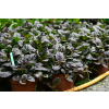 Dąbrówka rozłogowa Mahogany - Ajuga reptans