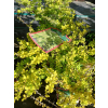 Berberys Thunberga Sunsation-Berberis thunbergii