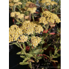 Krwawnik pospolity Milly Rock Yellow Terracotta - Achillea millefolium