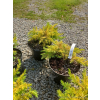 Jałowiec nadbrzeżny Allgold-Juniperus conferta