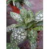 Miodunka wąskolistna-Pulmonaria angustifolia Twinkle Toe