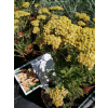Krwawnik pospolity Milly Rock Yellow Terracotta - Achillea millefolium