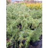 Jałowiec pospolity Oblonga Pendula-Juniperus communis