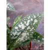 Miodunka wąskolistna-Pulmonaria angustifolia Twinkle Toe