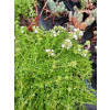 Macierzanka wczesna-Thymus praecox Albiflorus