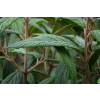 Kalina sztywnolistna - Viburnum rhythidophyllum