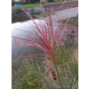 Miskant chiński Zebrinus-Miscanthus sinensis