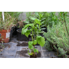 Malina Raspberry Tower - Rubus