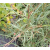 Kruszyna pospolita Aspleniifolia-Frangula alnus