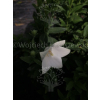 Platykodon biały-Platycodon grandiflorus
