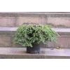 Choina kanadyjska Cole's Prostrate -Tsuga canadensis 0005