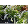 Tawuła szara Grefsheim - Spiraea cinerea