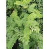 Amorfa sina-Amorpha canescens